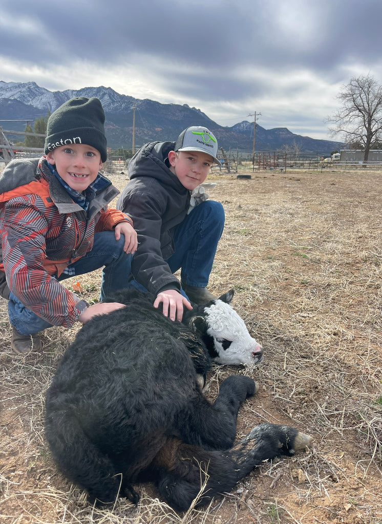 calving season on the ranch